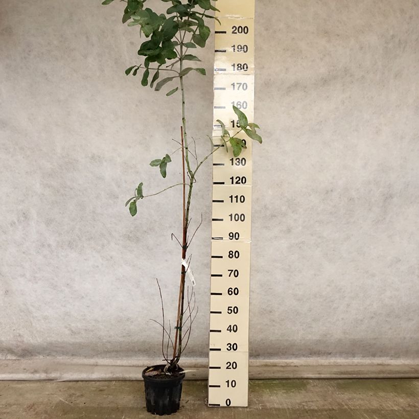 Amostra de Eucalyptus globulus subsp. bicostata Vaso de 4 L/5 L tal como entregue no outono