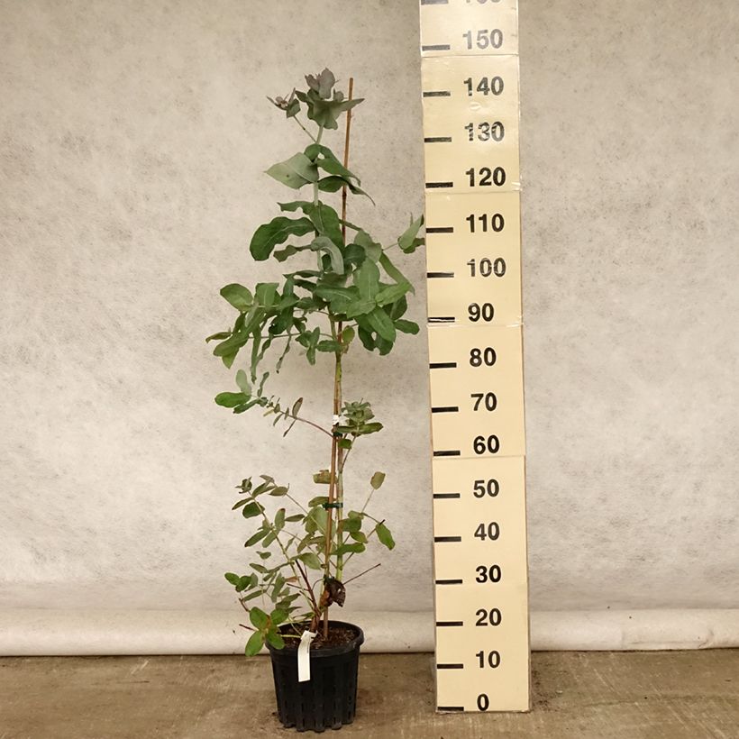 Amostra de Eucalyptus globulus subsp. bicostata Vaso de 4 L/5 L tal como entregue no verão