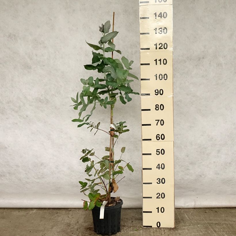 Amostra de Eucalyptus globulus subsp. bicostata Vaso de 4 L/5 L tal como entregue na primavera