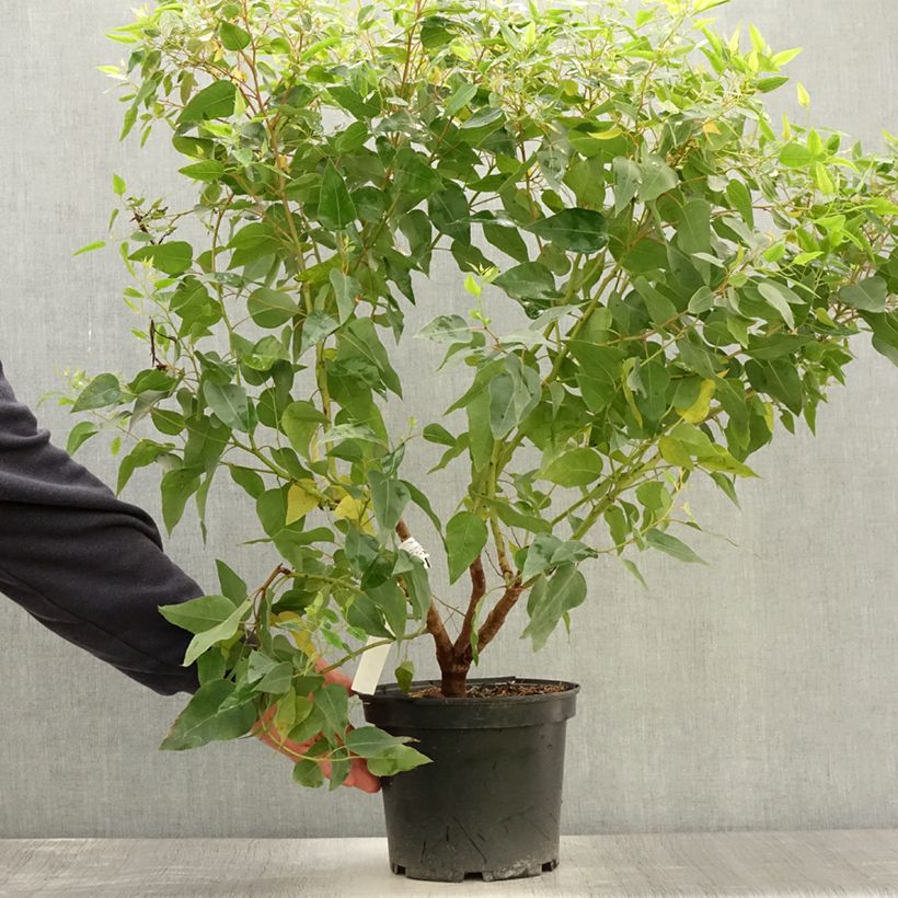 Amostra de Eucalyptus gomphocephala Kaduri - Eucalyptus hybride nain Vaso de 6 L/7 L tal como entregue no verão