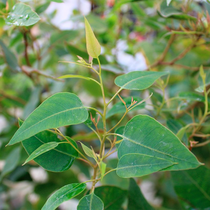 Eucalipto-tuarto Kaduri - Eucalyptus gomphocephala (Folhagem)