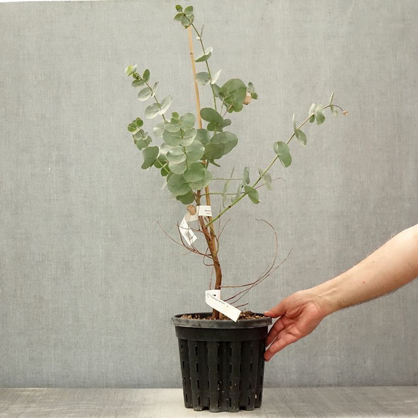 Amostra de Eucalyptus goniocalyx Dwarf form Vaso de 4 L/5 L tal como entregue no verão