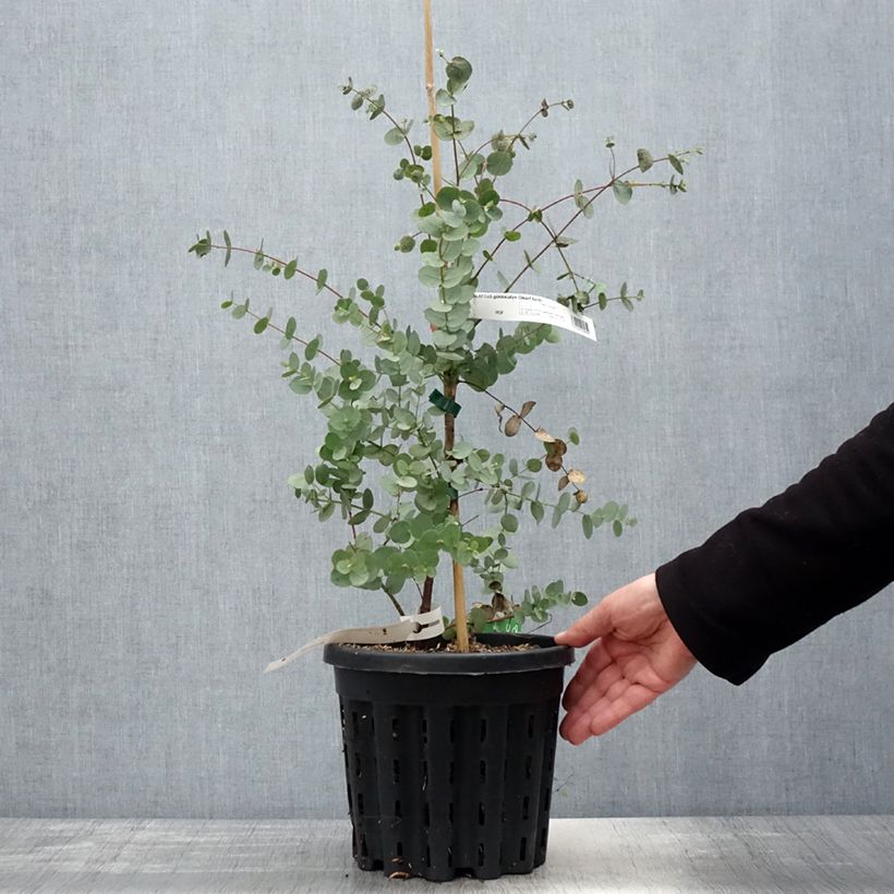 Amostra de Eucalyptus goniocalyx Dwarf form Vaso de 4 L/5 L tal como entregue na primavera