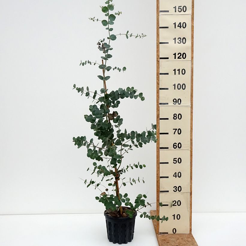 Amostra de Eucalyptus goniocalyx Dwarf form Vaso de 4 L/5 L tal como entregue no outono