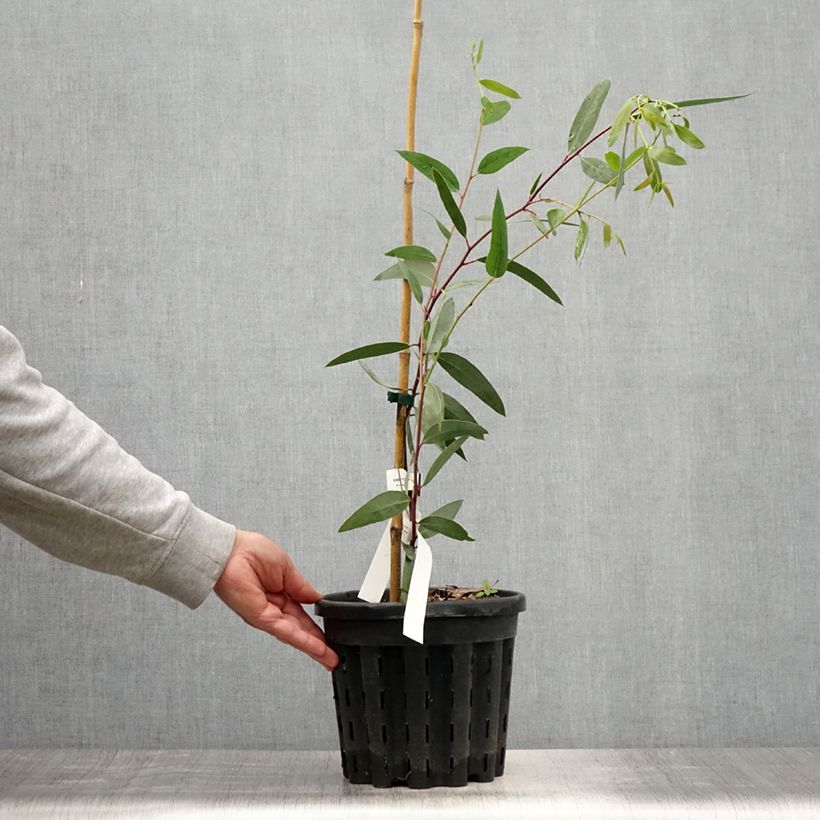 Amostra de Eucalyptus gregsoniana Vaso de 3 L/4 L tal como entregue no verão
