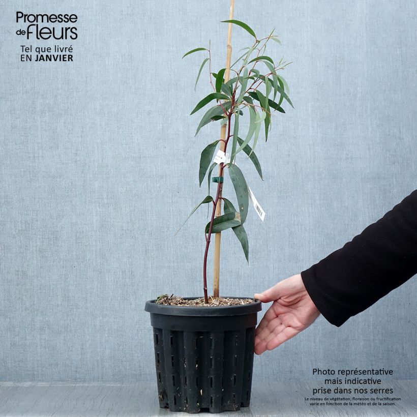 Amostra de Eucalyptus gregsoniana ou pauciflora var. nana - Gommier des neiges Vaso de 3 L/4 L tal como entregue no inverno