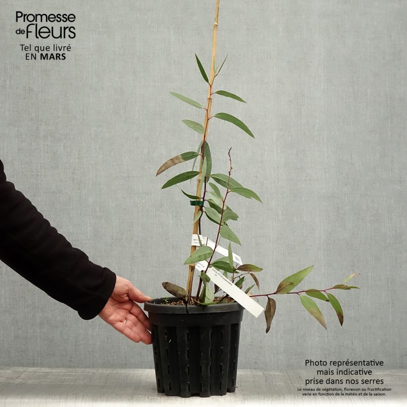 Amostra de Eucalyptus gregsoniana Vaso de 3 L/4 L tal como entregue na primavera