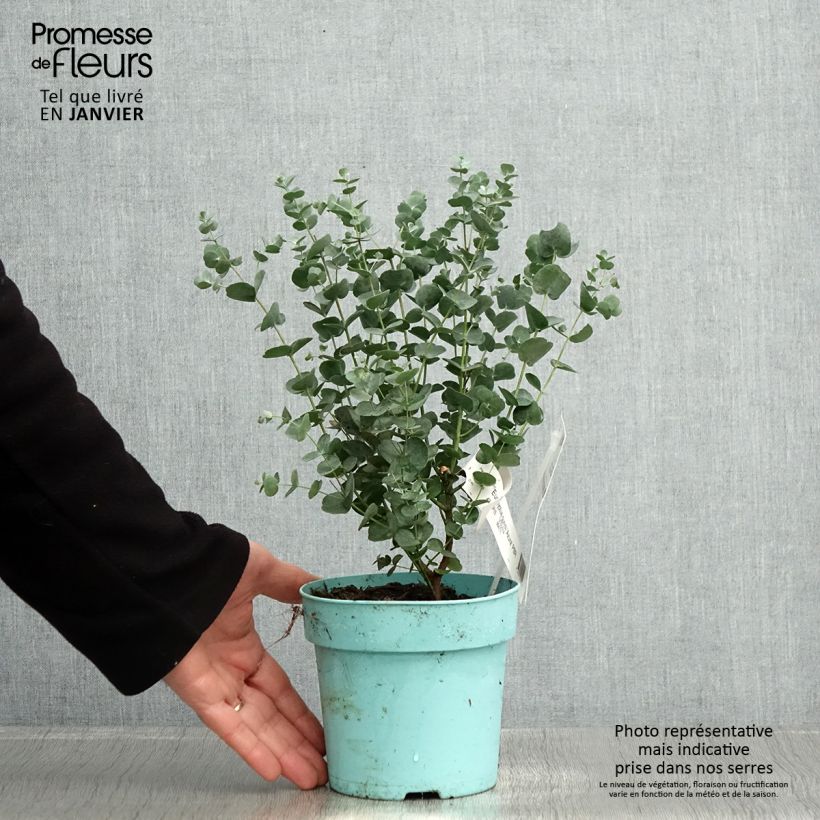 Amostra de Eucalyptus gunnii Azura Vaso de 1,5 L/2 L tal como entregue no inverno