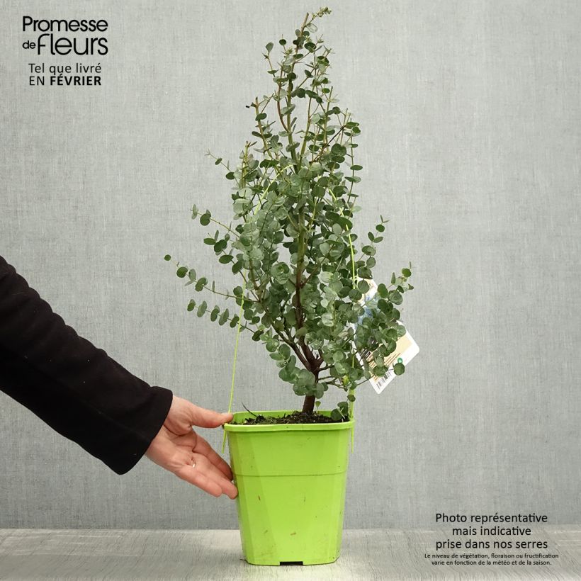 Amostra de Eucalyptus gunnii Azura Vaso de 3 L/4 L tal como entregue no inverno