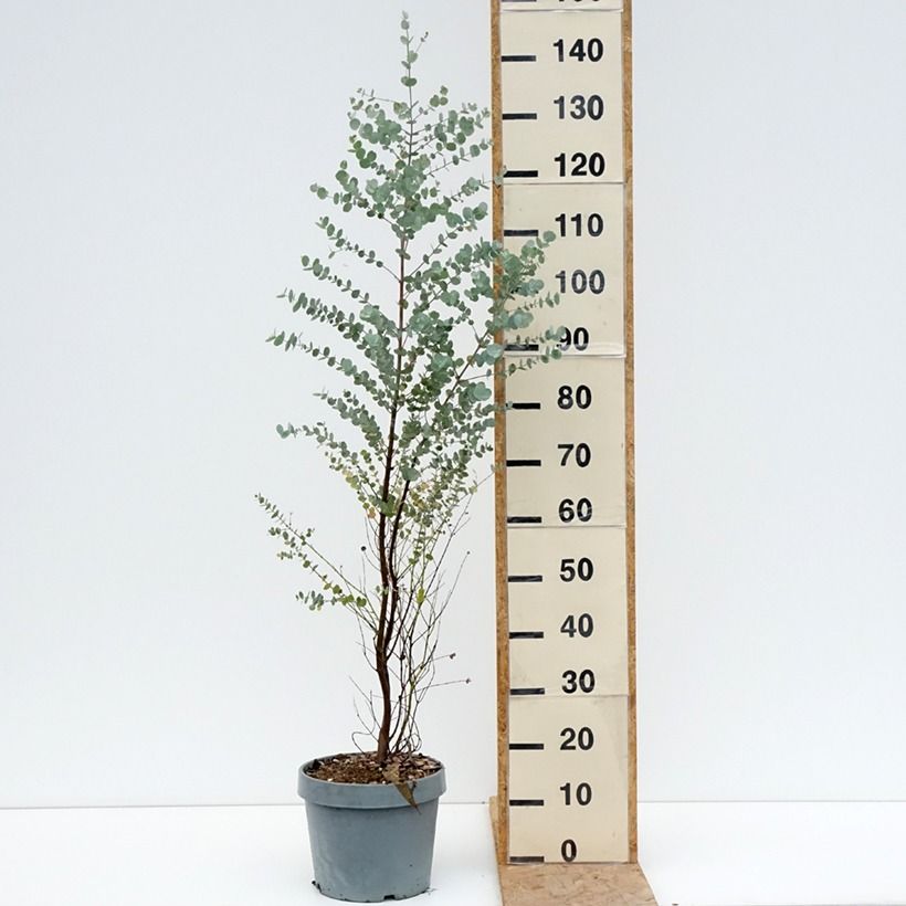 Amostra de Eucalyptus gunnii Azura Vaso de 6 L/7 L tal como entregue no verão