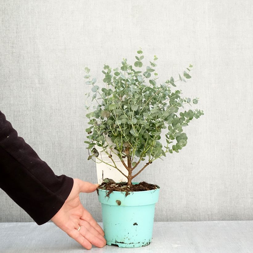 Amostra de Eucalyptus gunnii Azura Vaso de 1,5 L/2 L tal como entregue no outono