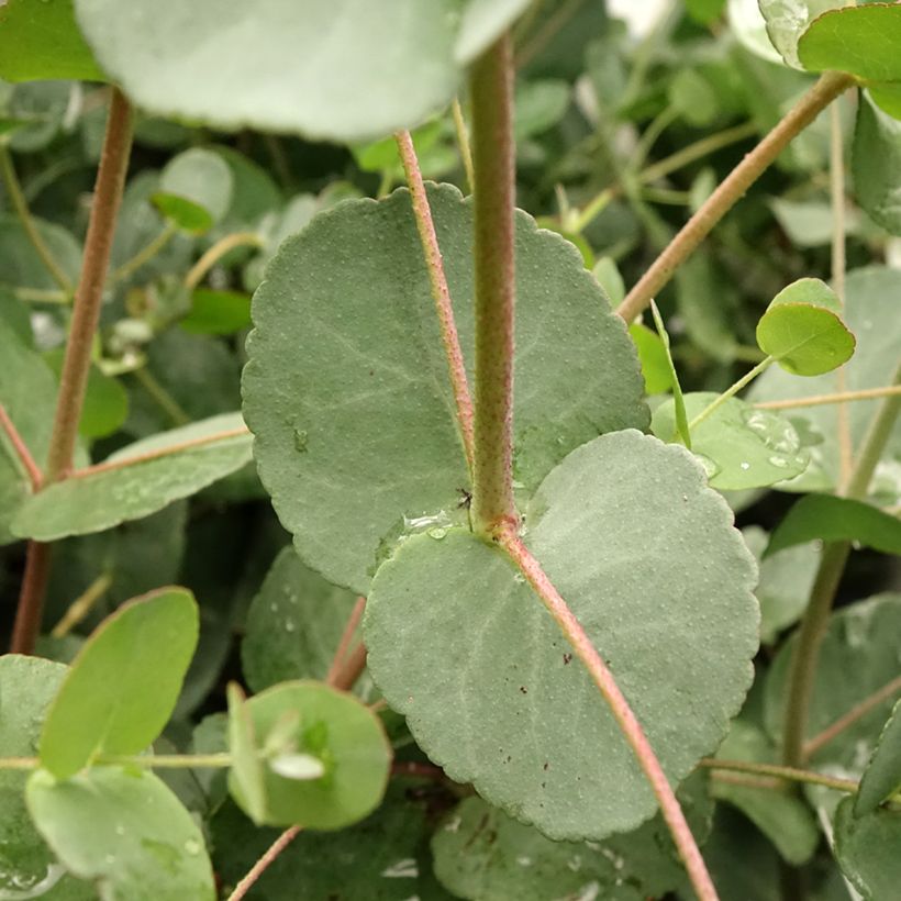 Eucalyptus gunnii Blaue Liebe (Folhagem)