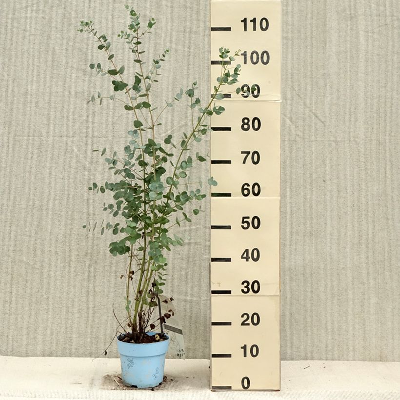 Amostra de Eucalyptus gunnii Blaue Liebe Vaso de 2 L/3 L tal como entregue no outono