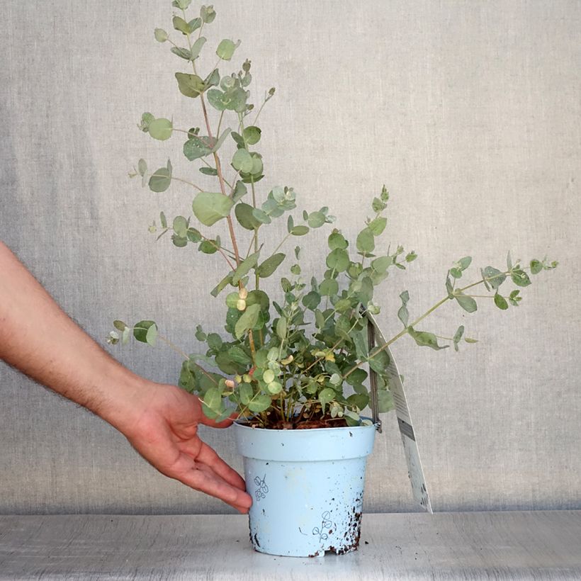 Amostra de Eucalyptus gunnii Blaue Liebe Vaso de 2 L/3 L tal como entregue no verão