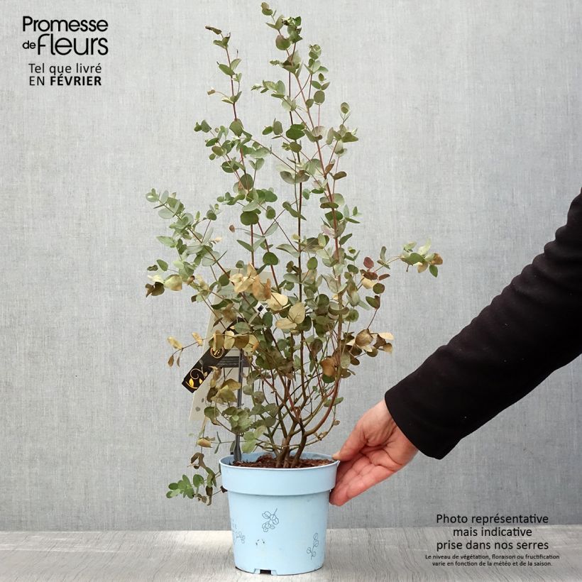 Amostra de Eucalyptus gunnii Blaue Liebe Vaso de 2 L/3 L tal como entregue no inverno
