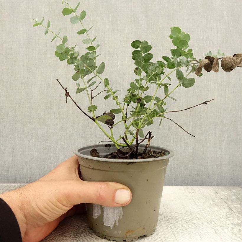 Amostra de Eucalyptus gunnii - Eucalipto da Tasmânia Vaso de 1 L/1,5 L tal como entregue no outono
