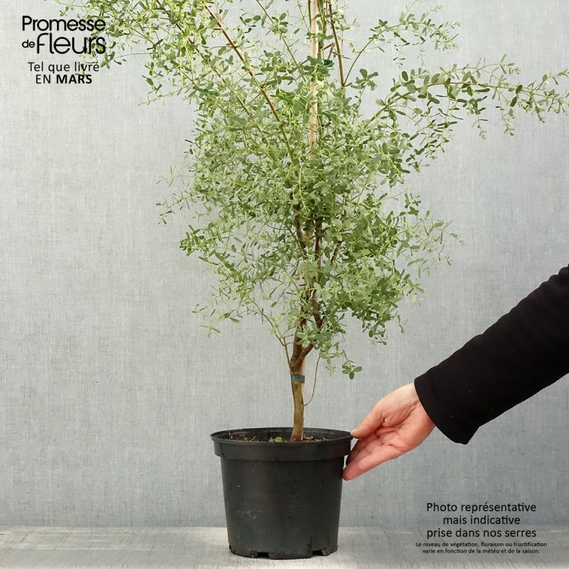 Amostra de Eucalyptus gunnii France Bleu Rengun Vaso de 3 L/4 L tal como entregue na primavera