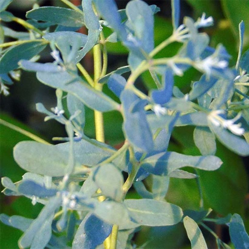 Eucalyptus gunnii France Bleu Rengun (Folhagem)