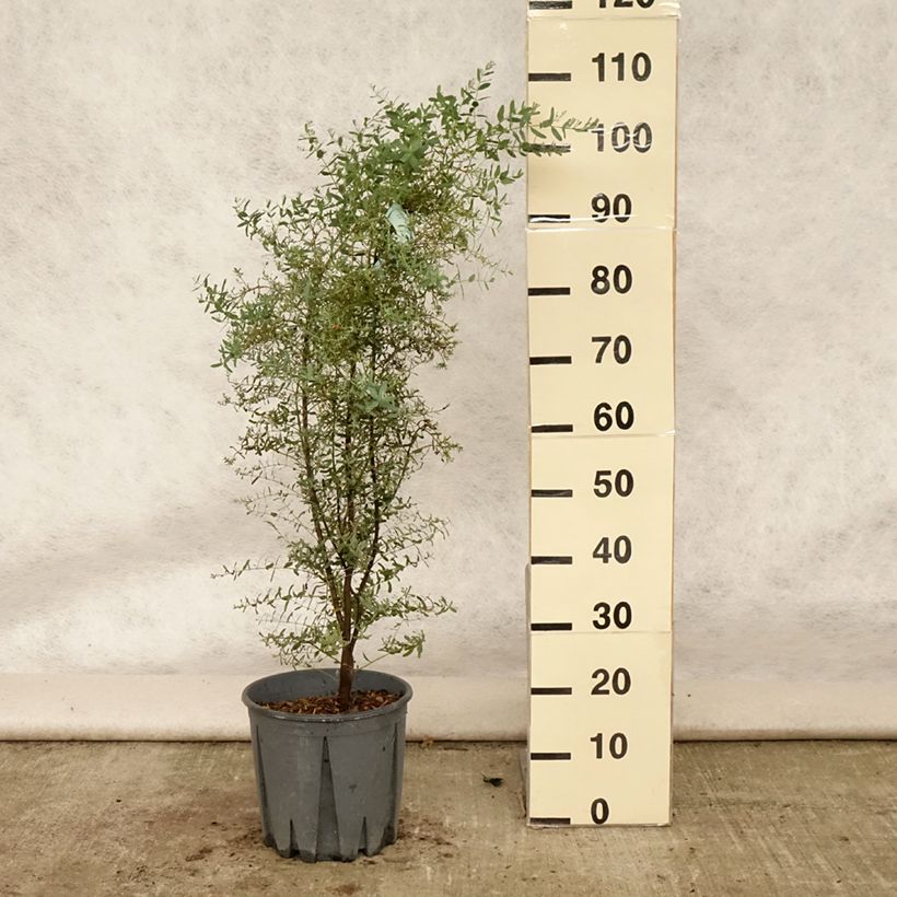 Amostra de Eucalyptus gunnii France Bleu Rengun Vaso de 7,5 L/10 L tal como entregue no verão