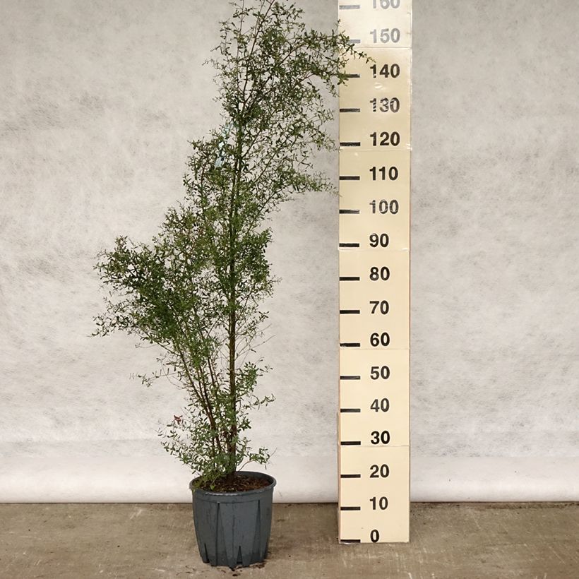 Amostra de Eucalyptus gunnii France Bleu Rengun Vaso de 7,5 L/10 L tal como entregue na primavera