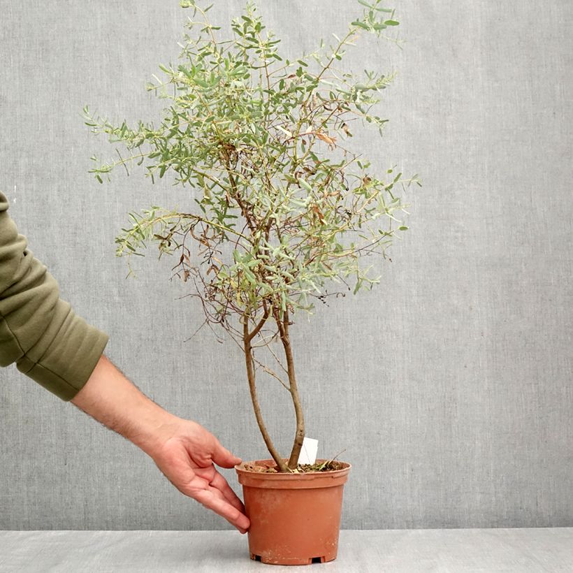 Amostra de Eucalyptus gunnii France Bleu Rengun Vaso de 1,5 L/2 L tal como entregue no outono