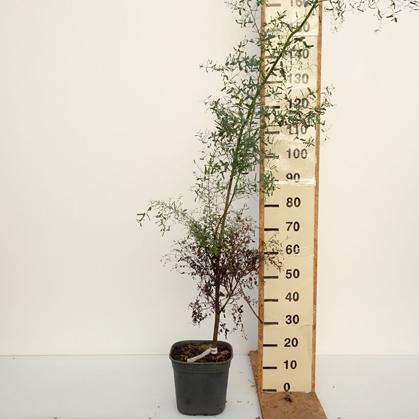 Amostra de Eucalyptus gunnii France Bleu Rengun Vaso de 7,5 L/10 L tal como entregue no outono