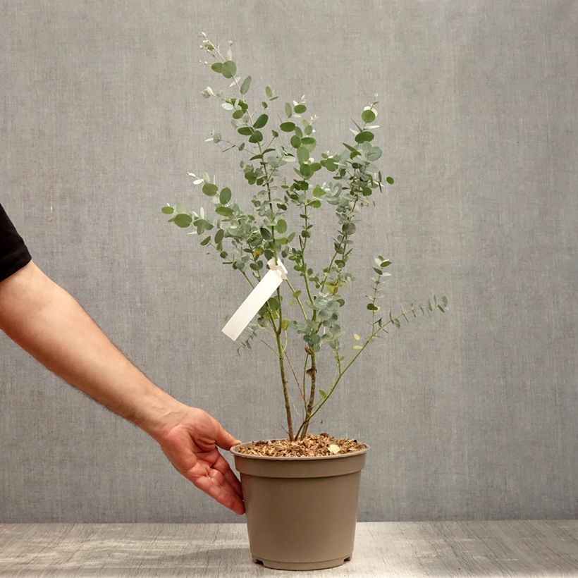 Amostra de Eucalyptus gunnii Silverana Vaso de 1,5 L/2 L tal como entregue no verão