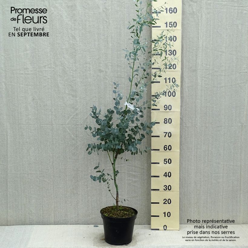 Amostra de Eucalyptus gunnii Silverana Vaso de 4 L/5 L tal como entregue no outono
