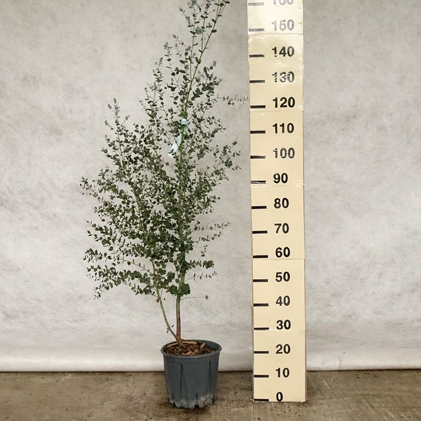 Amostra de Eucalyptus gunnii Silverana Vaso de 4 L/5 L tal como entregue no verão