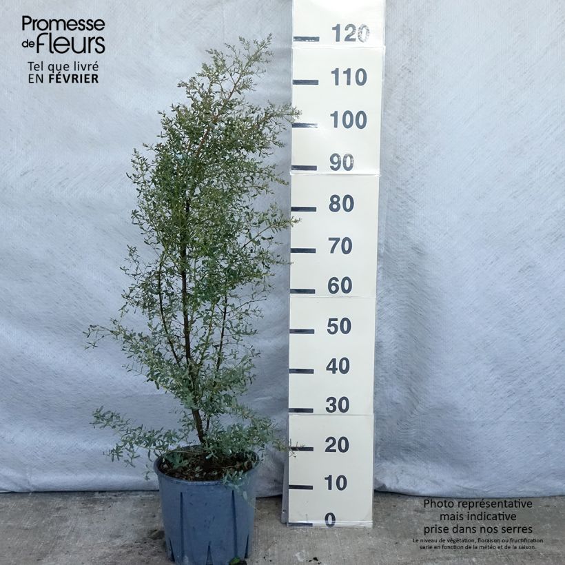 Amostra de Eucalyptus gunnii Silverana Vaso de 4 L/5 L tal como entregue no inverno