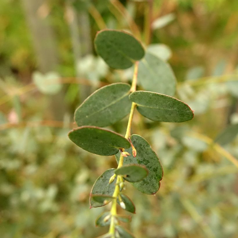 Eucalyptus gunnii Silverana (Folhagem)