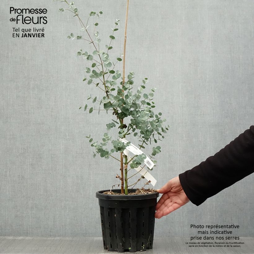 Amostra de Eucalyptus gunnii subsp. divaricata Vaso de 4 L/5 L tal como entregue no inverno