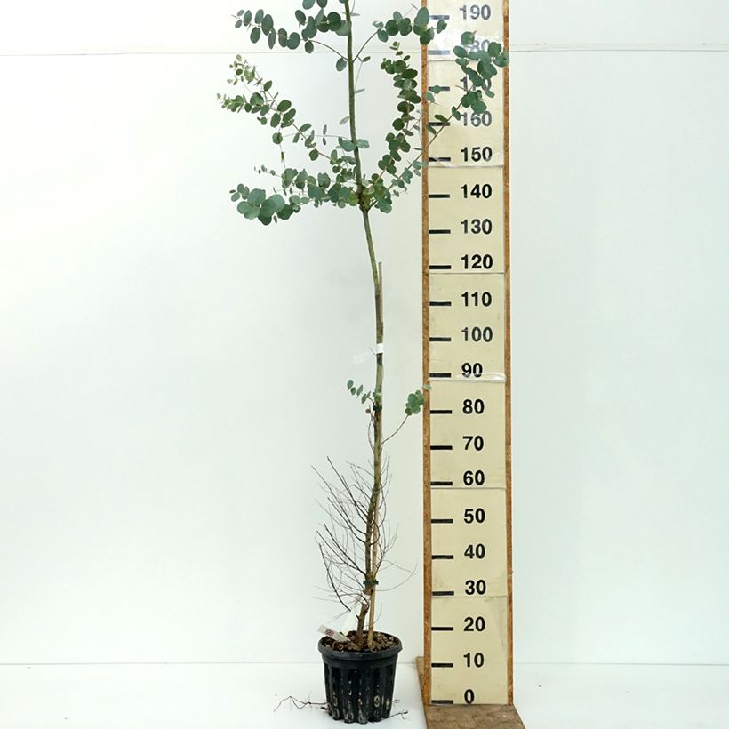 Amostra de Eucalyptus gunnii subsp. divaricata Vaso de 4 L/5 L tal como entregue no verão