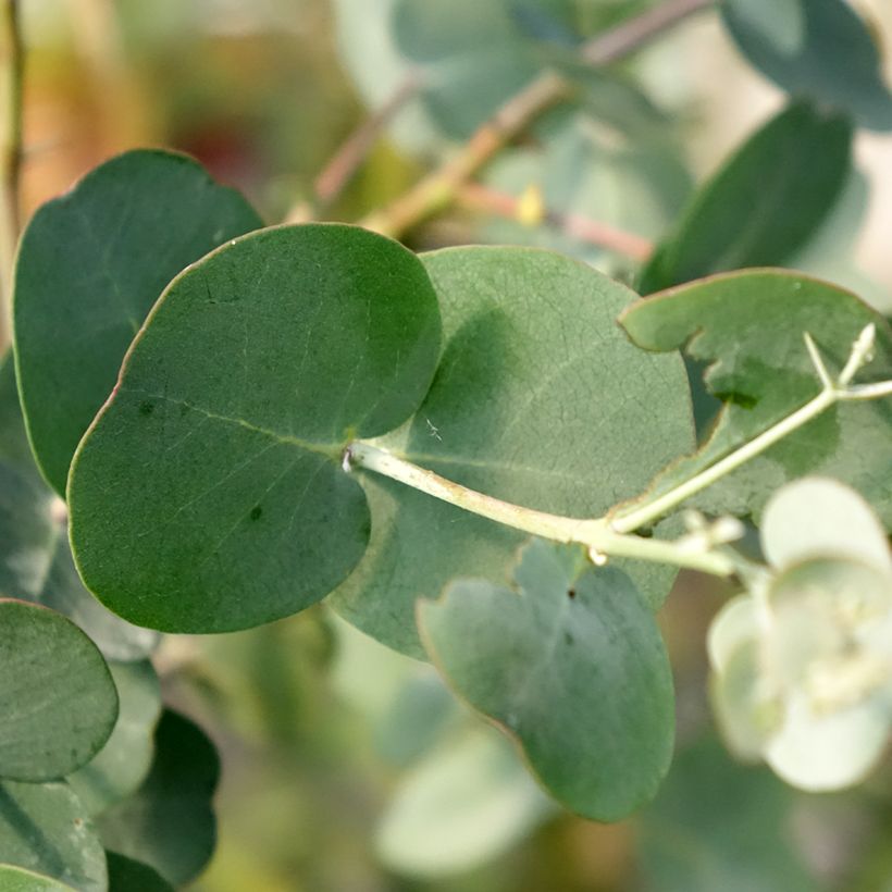 Eucalyptus gunnii subsp. divaricata (Folhagem)