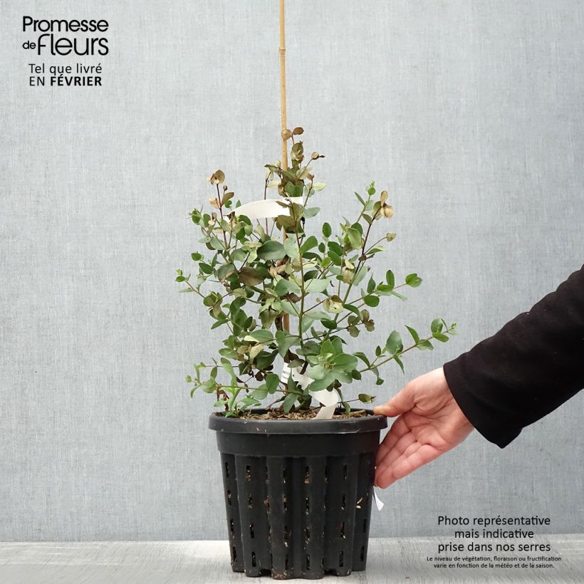 Amostra de Eucalyptus johnstonii Vaso de 4 L/5 L tal como entregue no inverno