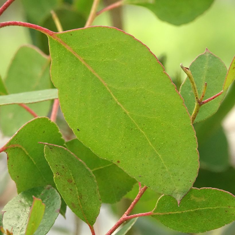 Eucalyptus johnstonii (Folhagem)