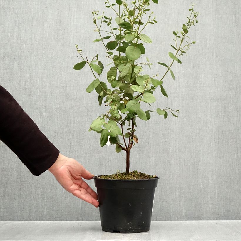 Amostra de Eucalyptus johnstonii Vaso de 4 L/5 L tal como entregue no outono