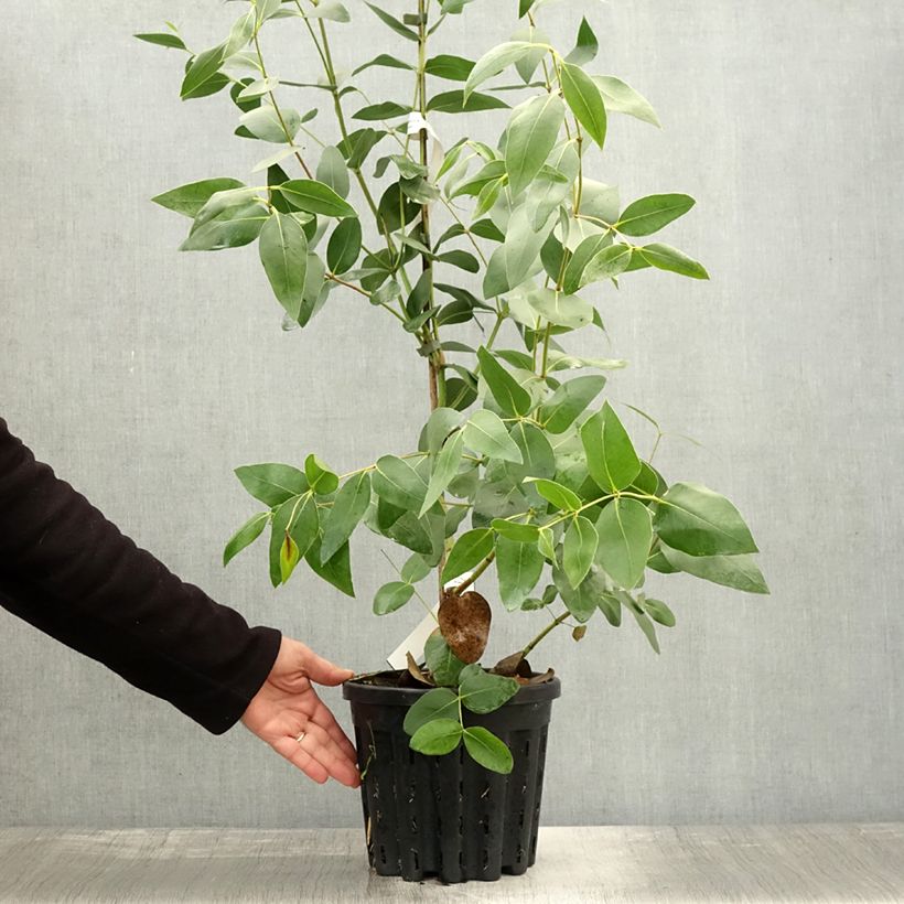 Amostra de Eucalyptus kitsoniana Vaso de 4 L/5 L tal como entregue no outono