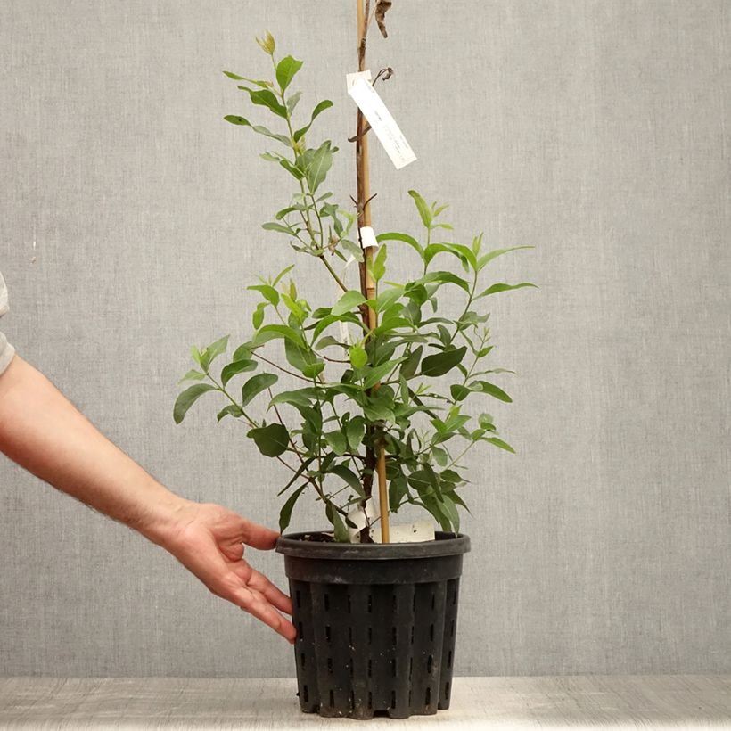 Amostra de Eucalyptus kitsoniana Vaso de 4 L/5 L tal como entregue no verão