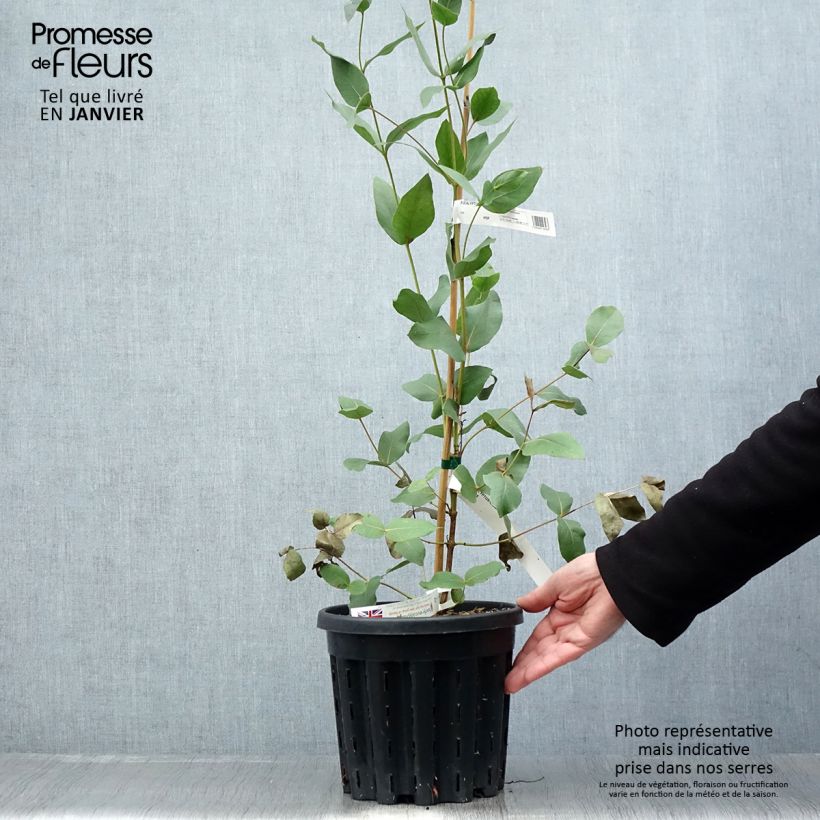 Amostra de Eucalyptus kitsoniana - Gommier du Gippsland  Vaso de 4 L/5 L tal como entregue no inverno