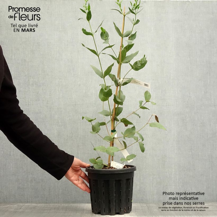 Amostra de Eucalyptus kitsoniana Vaso de 4 L/5 L tal como entregue na primavera