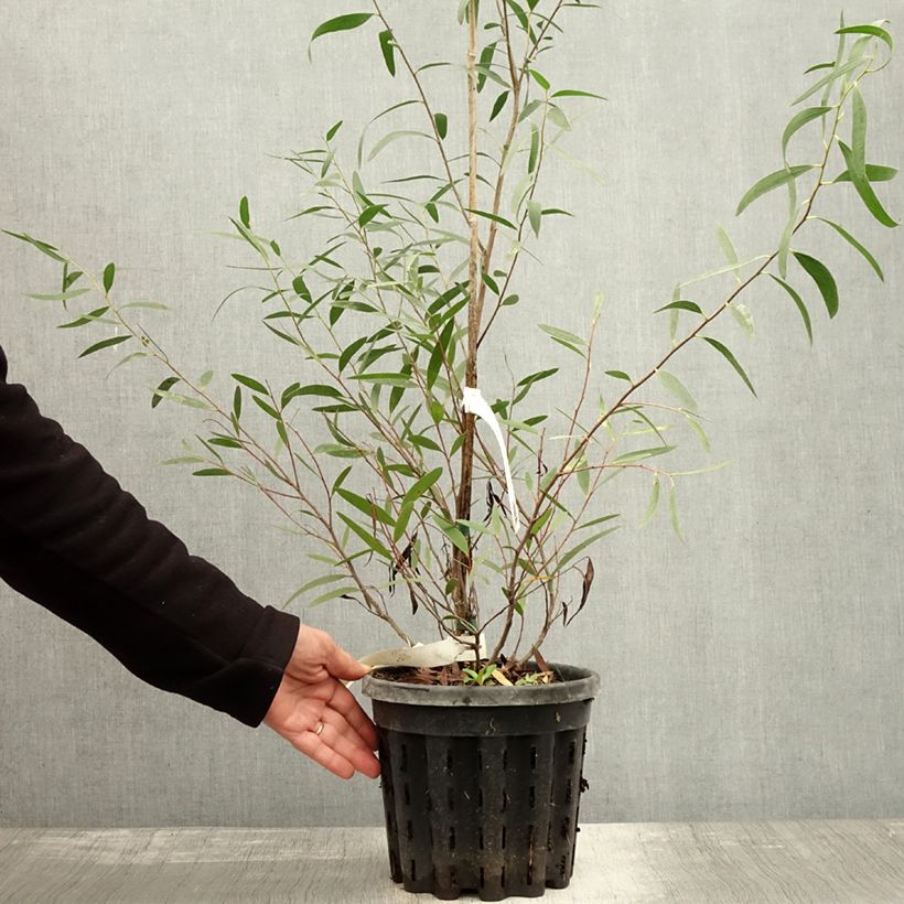 Amostra de Eucalyptus kybeanensis - Mallée de Kybean Pot de 4L/5L, Pot anti-chignon tal como entregue no outono