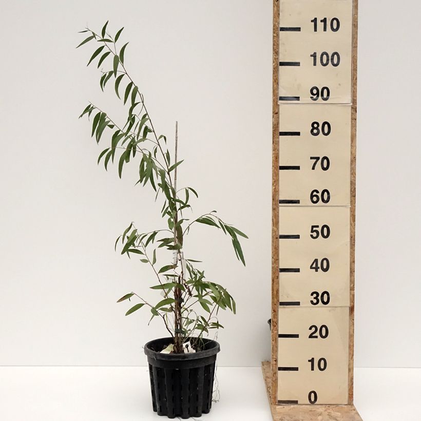 Amostra de Eucalyptus kybeanensis - Mallée de Kybean Vaso de 4 L/5 L tal como entregue no inverno