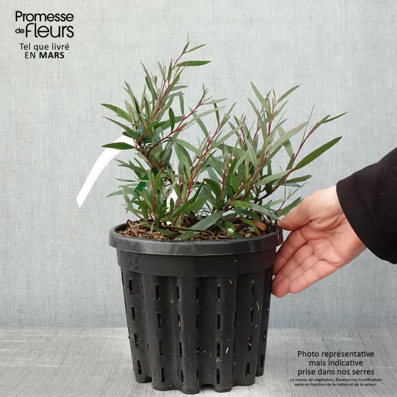 Amostra de Eucalyptus kybeanensis Vaso de 4 L/5 L tal como entregue na primavera