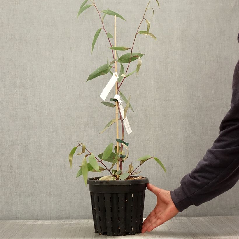 Amostra de Eucalyptus lacrimans Vaso de 4 L/5 L tal como entregue no outono