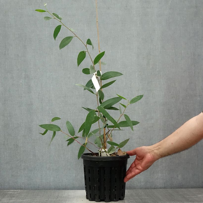 Amostra de Eucalyptus lacrimans Vaso de 4 L/5 L tal como entregue no verão