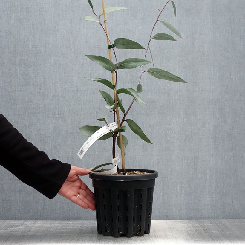 Amostra de Eucalyptus lacrimans Vaso de 4 L/5 L tal como entregue na primavera