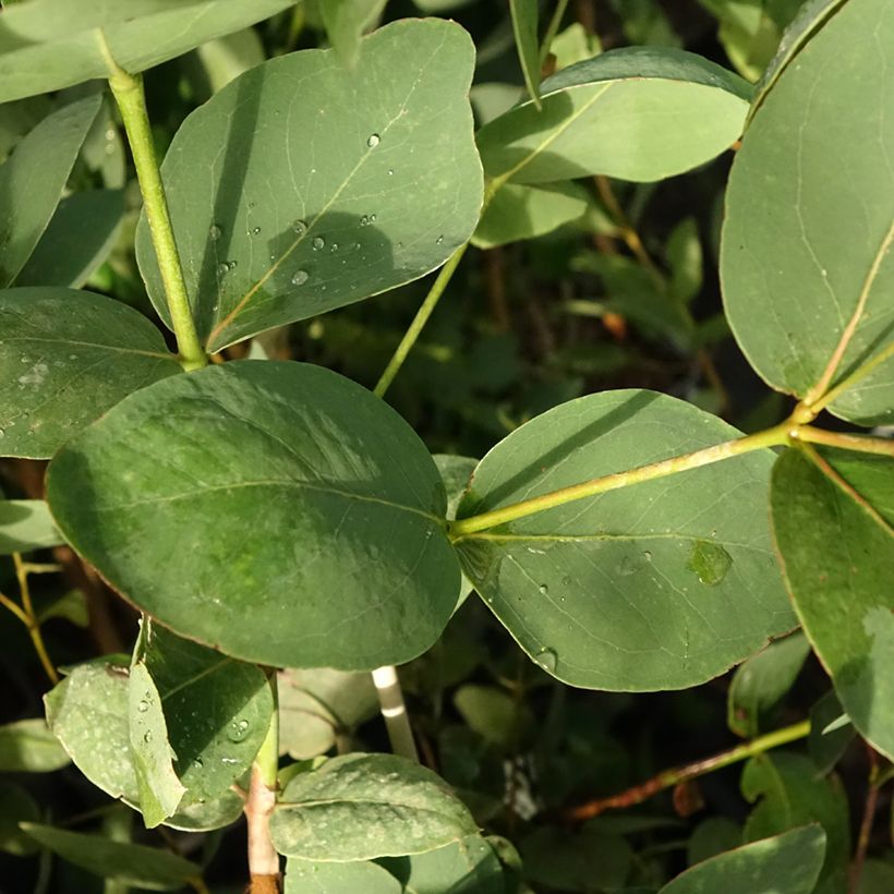 Eucalyptus leucoxylon Rosea (Folhagem)