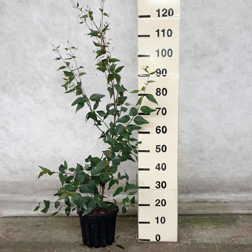 Amostra de Eucalyptus leucoxylon Rosea Pot de 4L/5L, Pot anti-chignon tal como entregue no outono