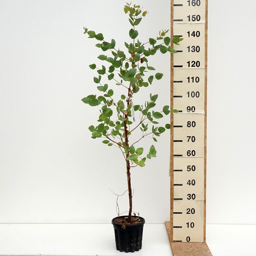 Amostra de Eucalyptus leucoxylon Rosea Vaso de 4 L/5 L tal como entregue no verão